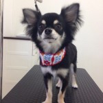 チワワ　琉之助君２６７